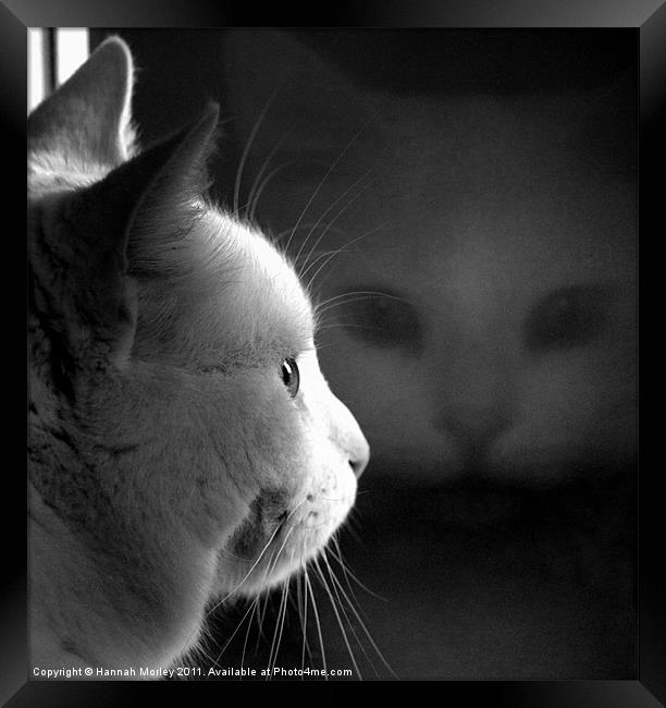 Ghost Cat Framed Print by Hannah Morley