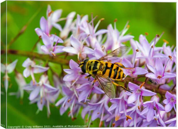 Hoverfly on Hebe Canvas Print by Craig Williams