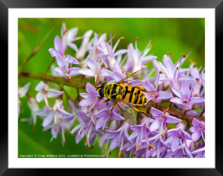 Hoverfly on Hebe Framed Mounted Print by Craig Williams