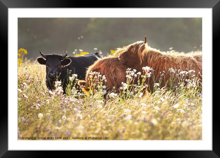 Two highland cows together in a meadow Framed Mounted Print by Simon Bratt LRPS