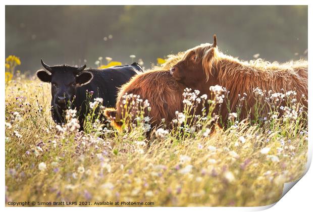 Two highland cows together in a meadow Print by Simon Bratt LRPS