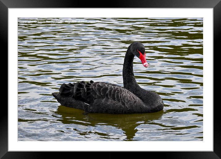 A beautiful black swan Framed Mounted Print by Aimie Burley