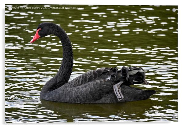 A beautiful black swan Acrylic by Aimie Burley