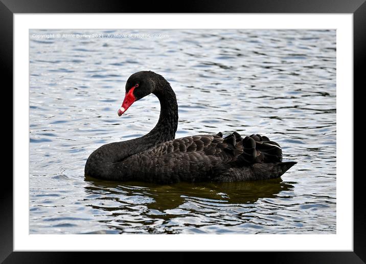 A beautiful black swan Framed Mounted Print by Aimie Burley