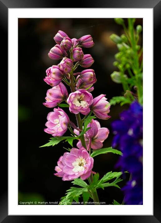 Dephinium flowers Framed Mounted Print by Martyn Arnold