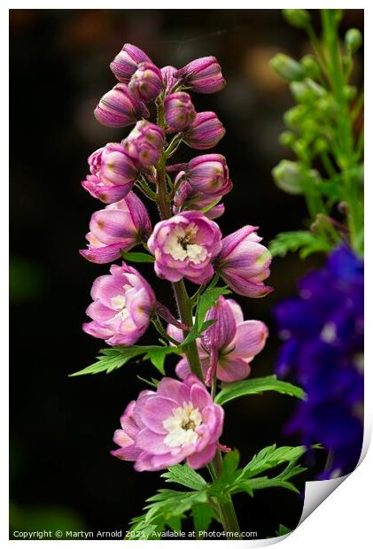Dephinium flowers Print by Martyn Arnold
