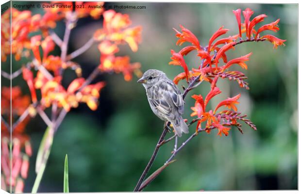 House Sparrow Perched on a  Colourful Montbretia Flower, UK Canvas Print by David Forster