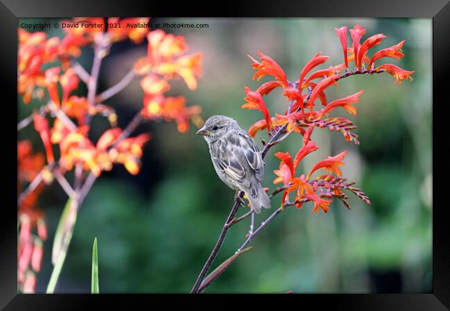 House Sparrow Perched on a  Colourful Montbretia Flower, UK Framed Print by David Forster