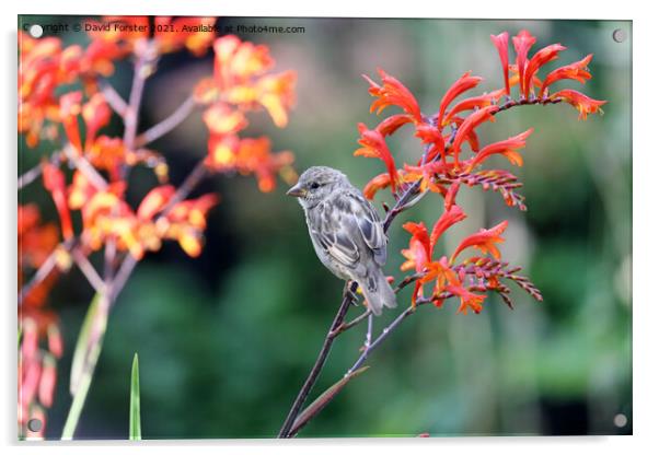 House Sparrow Perched on a  Colourful Montbretia Flower, UK Acrylic by David Forster