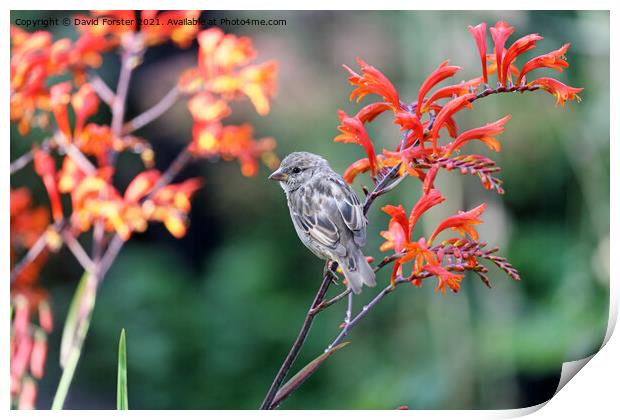 House Sparrow Perched on a  Colourful Montbretia Flower, UK Print by David Forster
