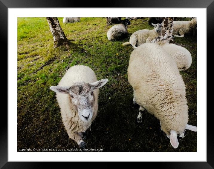 A herd of sheep standing on top of a lush green field Framed Mounted Print by Paddy 