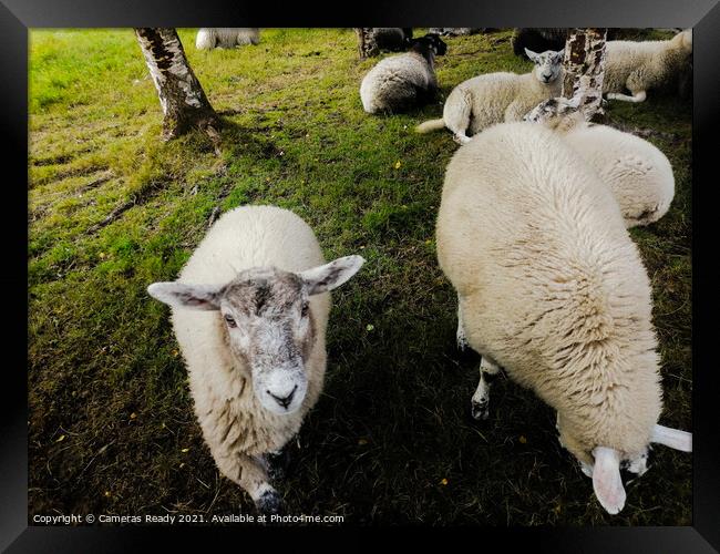 A herd of sheep standing on top of a lush green field Framed Print by Paddy 