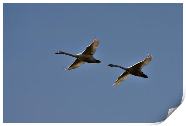 Swans in Flight - a Flypast Print by Jeremy Hayden