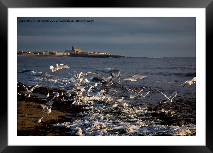 Seagulls feeding amongst the kelp Framed Mounted Print by Jim Jones