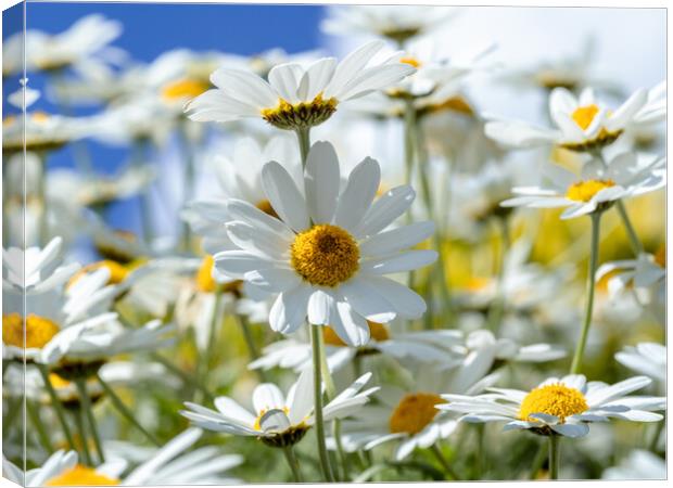 Oxeye Daisies. Canvas Print by Colin Allen
