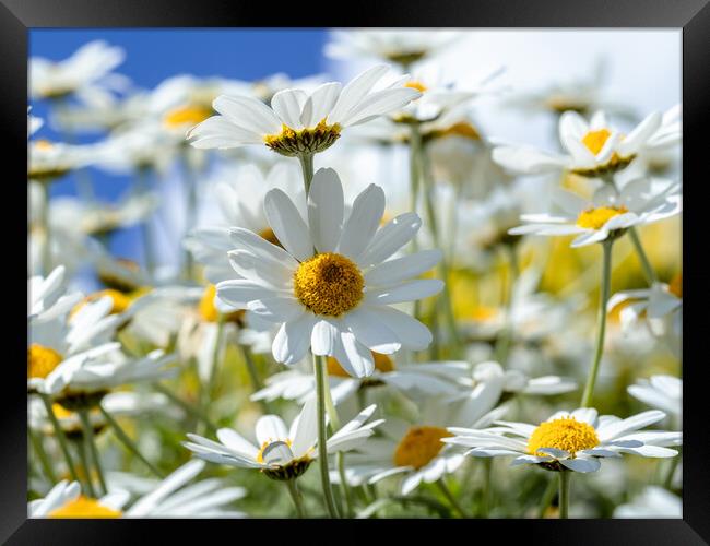 Oxeye Daisies. Framed Print by Colin Allen