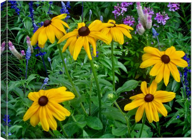 More flowers from our garden Canvas Print by Stephanie Moore