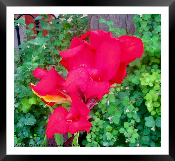 Red Flower Framed Mounted Print by Stephanie Moore