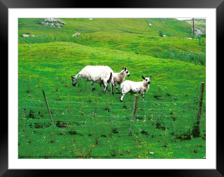 Three  Irish sheep Framed Mounted Print by Stephanie Moore