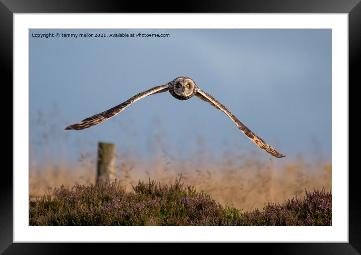 Majestic Flight of the ShortEared Owl Framed Mounted Print by tammy mellor