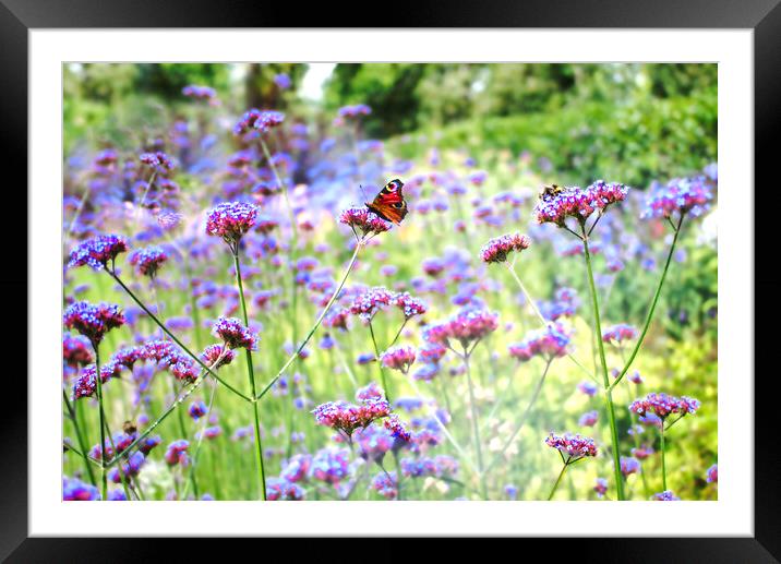 Verbena Butterfly Framed Mounted Print by Alison Chambers