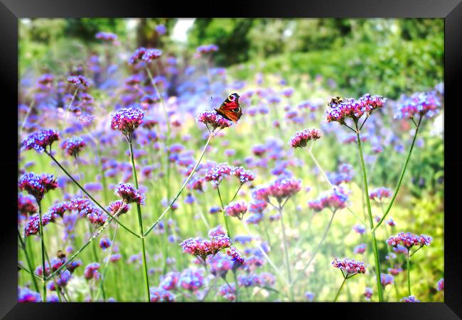Verbena Butterfly Framed Print by Alison Chambers