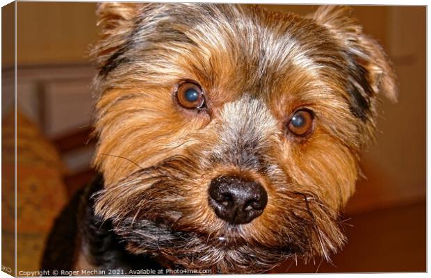 The Yorkshire Terrier Canvas Print by Roger Mechan