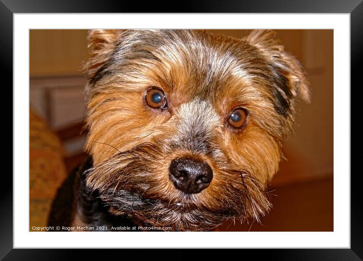 The Yorkshire Terrier Framed Mounted Print by Roger Mechan