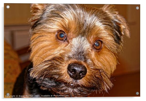 The Yorkshire Terrier Acrylic by Roger Mechan