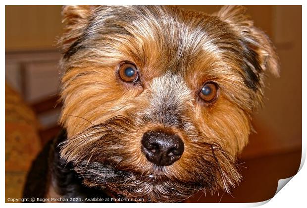 The Yorkshire Terrier Print by Roger Mechan