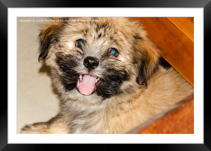 Cute fluppy Tibetan Lhasa puppy Framed Mounted Print by Lucas D'Souza