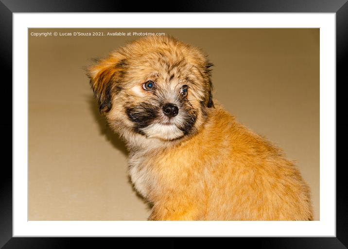 Cute fluppy Tibetan Lhasa puppy Framed Mounted Print by Lucas D'Souza
