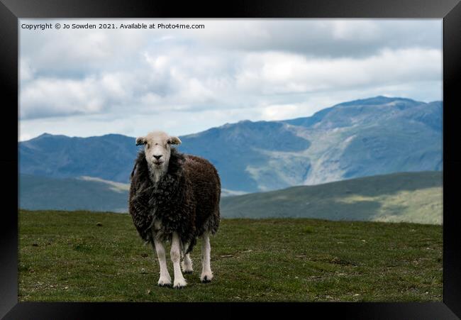 Herdwick Sheep , Helvellyn Framed Print by Jo Sowden