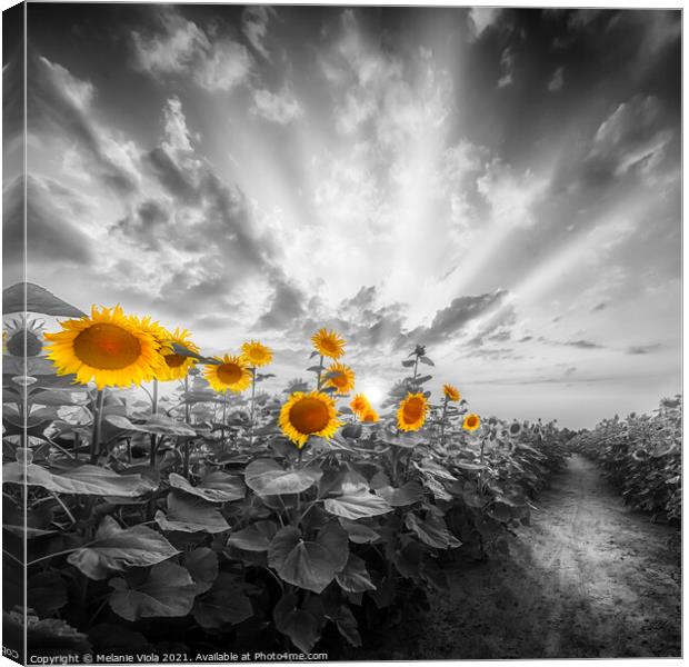 Path through the yellow pop sunflower field Canvas Print by Melanie Viola