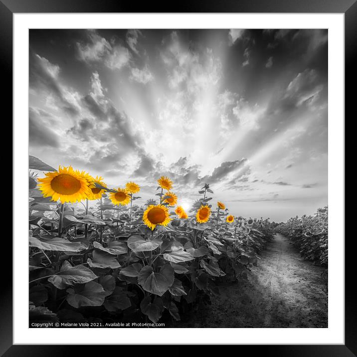 Path through the yellow pop sunflower field Framed Mounted Print by Melanie Viola