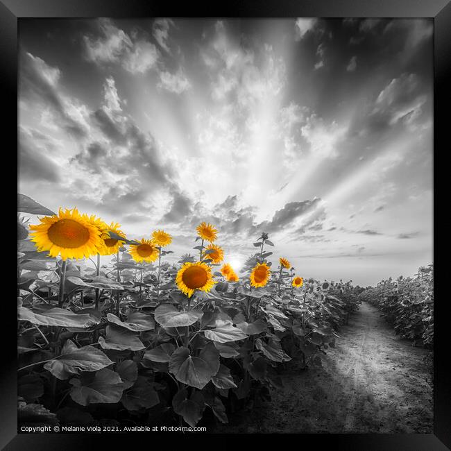 Path through the yellow pop sunflower field Framed Print by Melanie Viola
