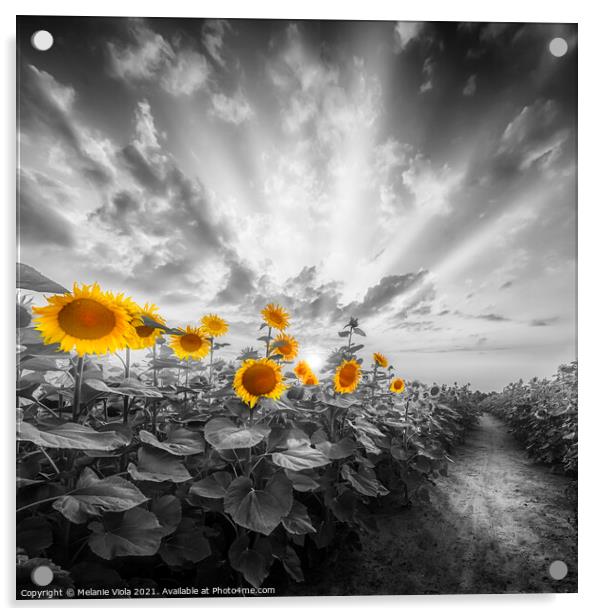 Path through the yellow pop sunflower field Acrylic by Melanie Viola