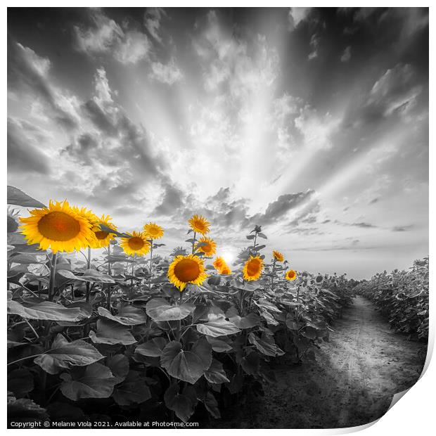 Path through the yellow pop sunflower field Print by Melanie Viola