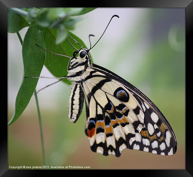 Monarch Butterfly Framed Print by zoe jenkins