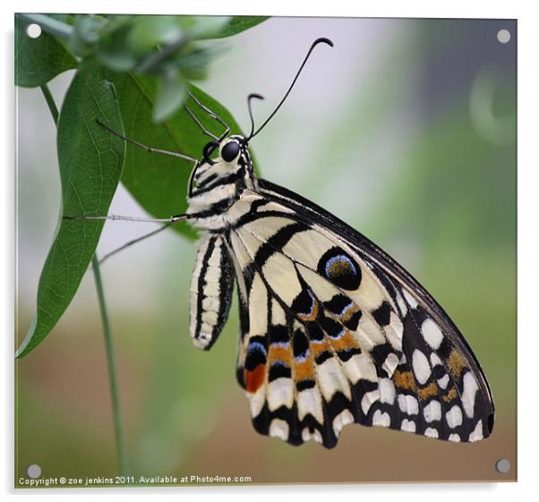 Monarch Butterfly Acrylic by zoe jenkins