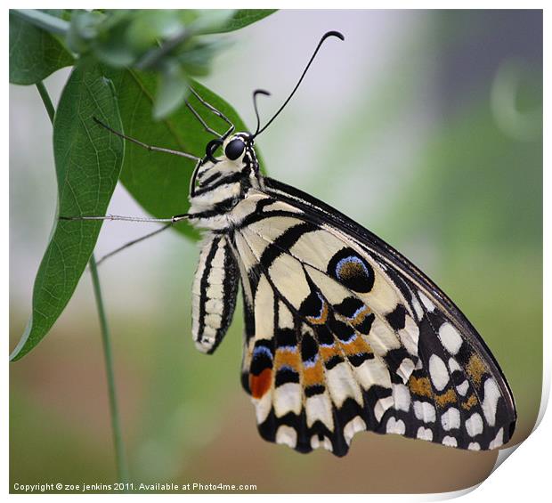Monarch Butterfly Print by zoe jenkins