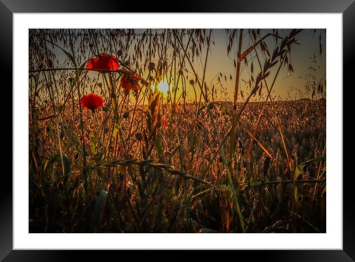 A group of colorful flowers in a field Framed Mounted Print by Steven Shea