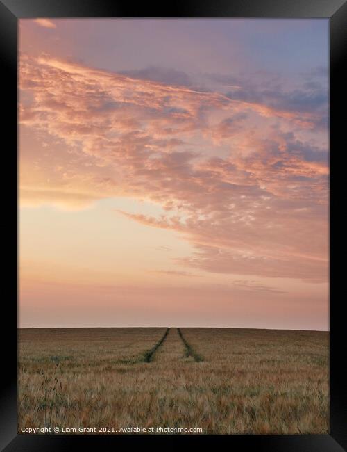 UK, Suffolk, Redgrave, tram lines through barley field with colourful sky at sunset Framed Print by Liam Grant