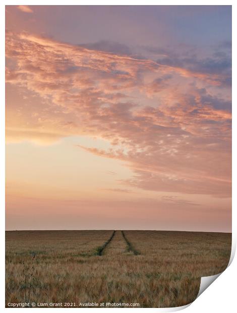 UK, Suffolk, Redgrave, tram lines through barley field with colourful sky at sunset Print by Liam Grant