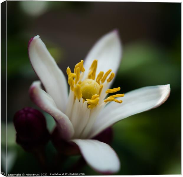 "A Fragrant Symphony of Lemon Blossoms" Canvas Print by Mike Byers