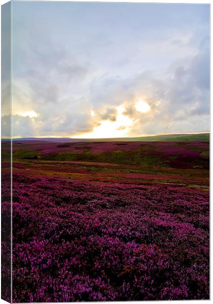 heather covered moor Canvas Print by Northeast Images