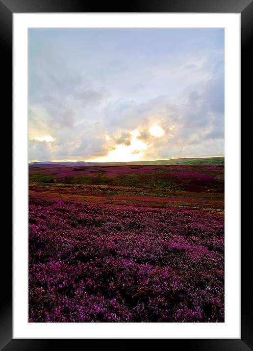 heather covered moor Framed Mounted Print by Northeast Images