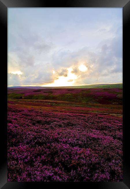 heather covered moor Framed Print by Northeast Images