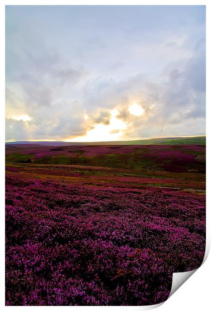 heather covered moor Print by Northeast Images