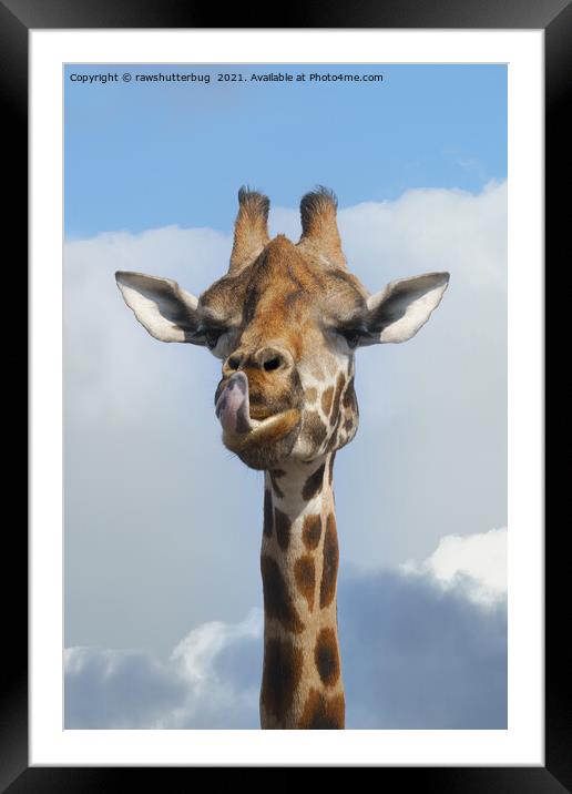 Cheeky Giraffe Framed Mounted Print by rawshutterbug 